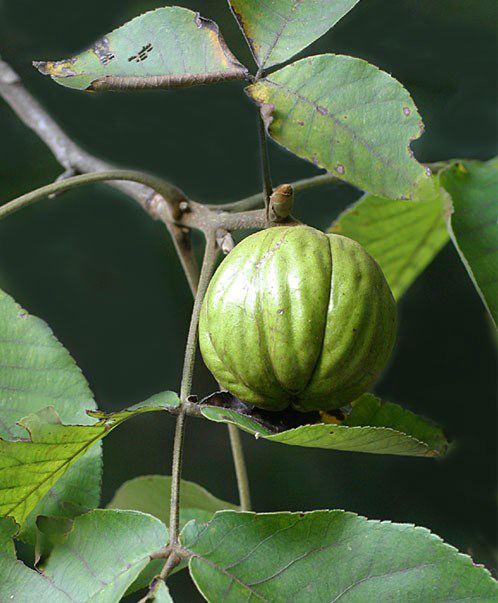 Shagbark Fruit Seeds for Planting – Heirloom, Non-GMO Unique Hardy Garden Tree Seeds