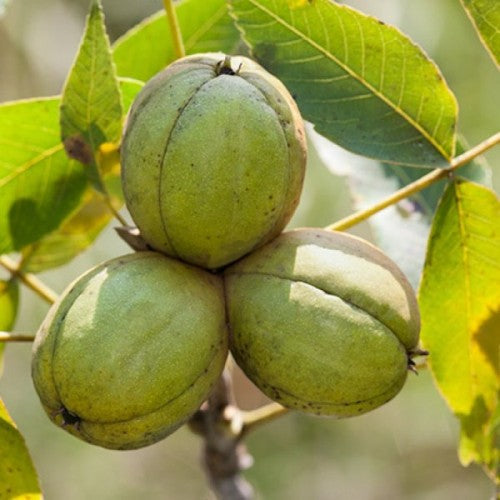 Fruit Seeds,Garden seeds, Seeds For Planting,Plant Seeds