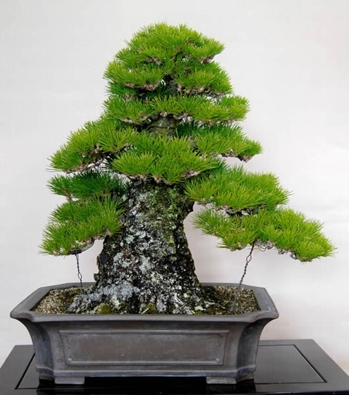 Green Kuromatsu Plant Seeds for Planting – Heirloom & Non-GMO Seeds for Bonsai Pine Tree Cultivation