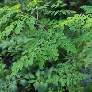 Drumstick (Moringa oleifera) Seeds for Planting – Heirloom, Non-GMO Superfood Tree for Home Gardens & Nutrition