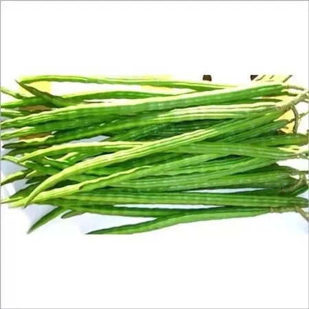 Drumstick (Moringa oleifera) Seeds for Planting – Heirloom, Non-GMO Superfood Tree for Home Gardens & Nutrition