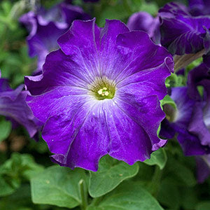 Blue Lime Green Petunia Flower Seeds for Planting – Heirloom Non-GMO, High Germination Organic Garden Seeds