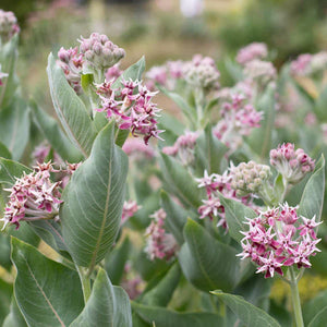 Flower Seeds, Seeds,Seeds For Planting,Plant Seeds