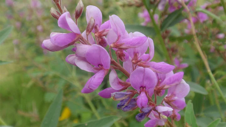 Showy Tick Trefoil Flower Seeds for Planting – Heirloom, Non-GMO, High Germination Organic Garden Seeds