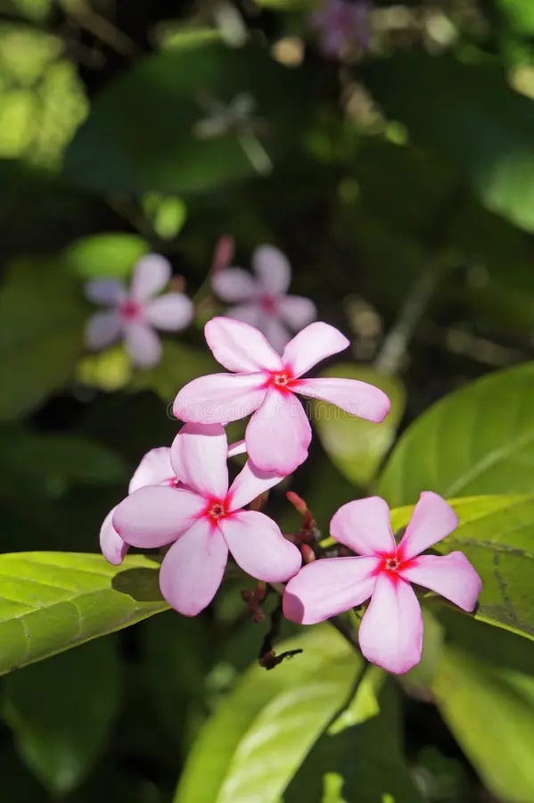 Pink Gardenia Flower Seeds for Planting – Heirloom, Non-GMO, High Germination Organic Garden Seeds