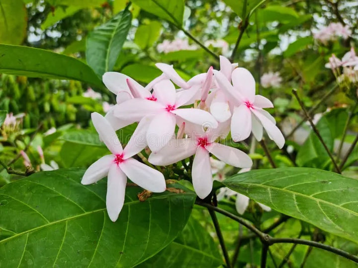 Baby Pink Gardenia Flower Seeds for Planting – Garden Favorite, Heirloom, Non-GMO, High Germination Organic Garden Seeds