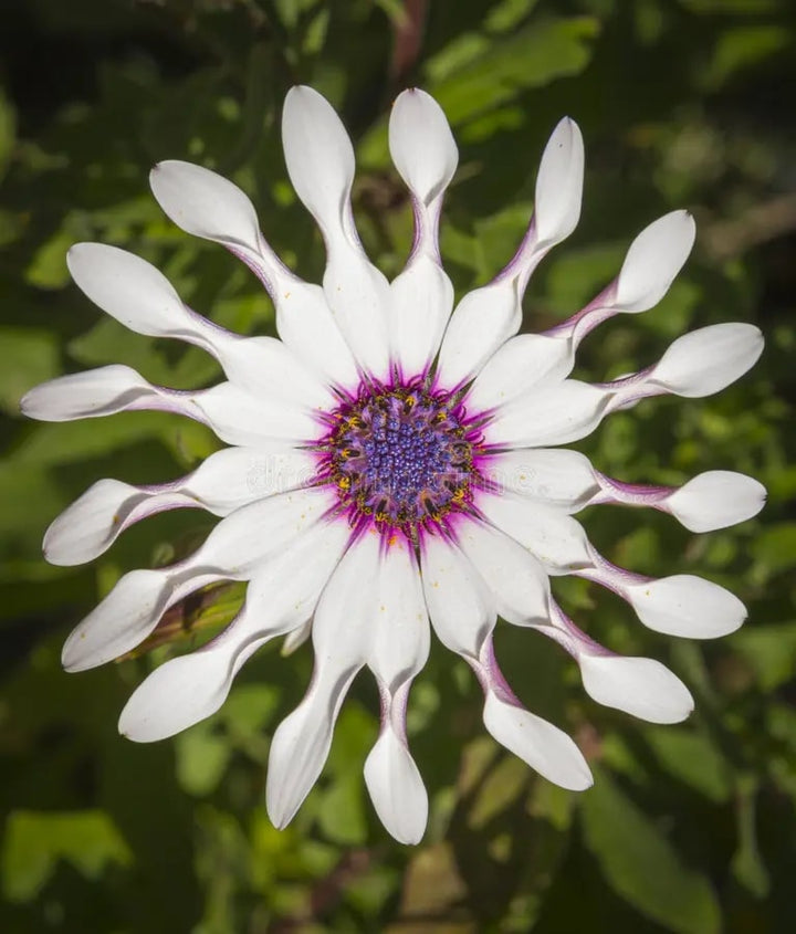 Shrubby Daisy Bush Flower Seeds for Planting – Wildflower Mix, Heirloom Non-GMO, High Germination Seeds