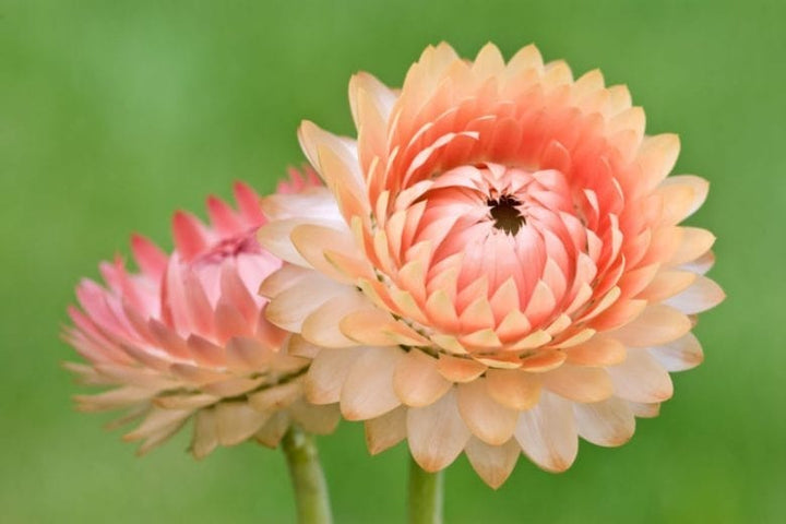 Helichrysum Bracteatum Flower Seeds for Planting – Heirloom, Non-GMO, High Germination Organic Garden Seeds