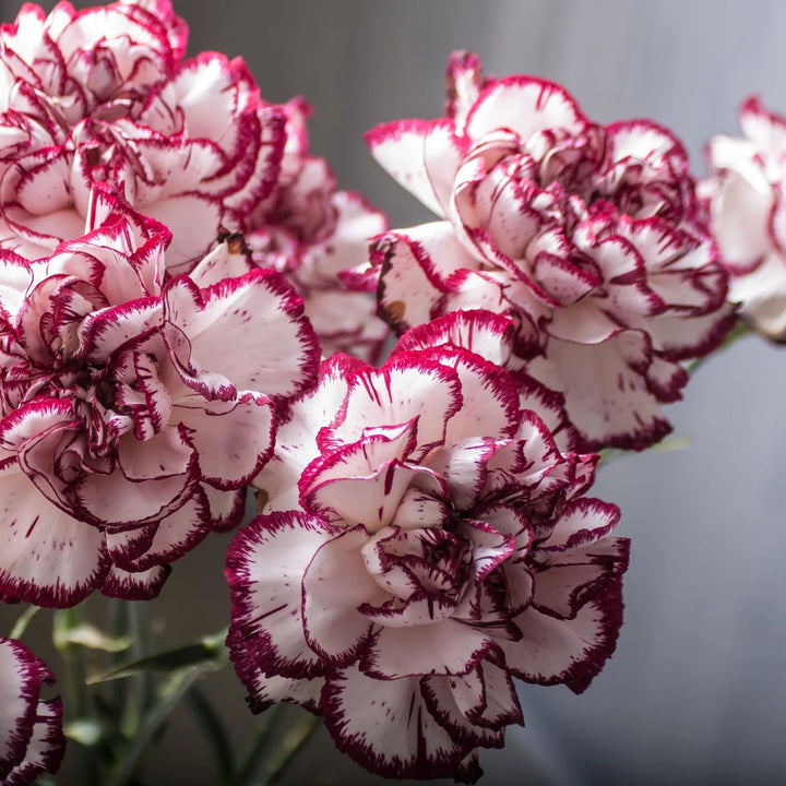 Maroon White Carnation Flower Seeds for Planting – Wildflower Mix, Heirloom & Non-GMO Garden Seeds