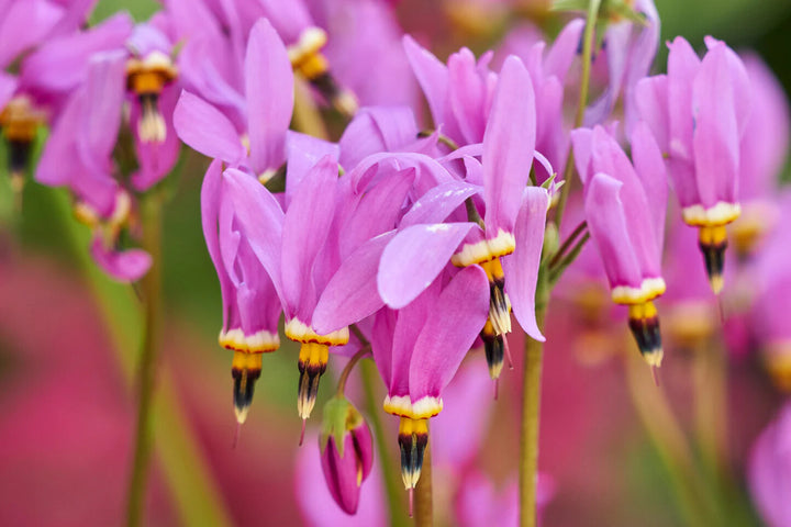 Pink Midland Shooting Flower Seeds for Planting – Heirloom Non-GMO, High Germination Organic Garden Seeds