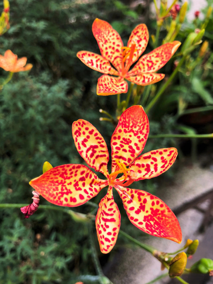 Red Leopard Flower Seeds for Planting – Heirloom Non-GMO, High Germination Organic Garden Seeds