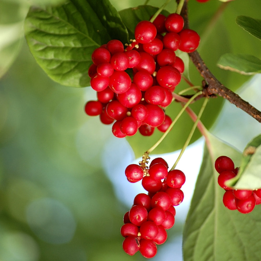 Schisandra fruit seeds for planting - Heirloom & Non-GMO Garden seeds, rare fruits for unique gardens