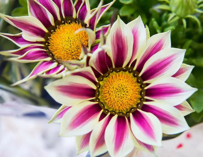 White Purple Gazania Flower Seeds for Planting – Heirloom Non-GMO, High Germination Organic Garden Seeds