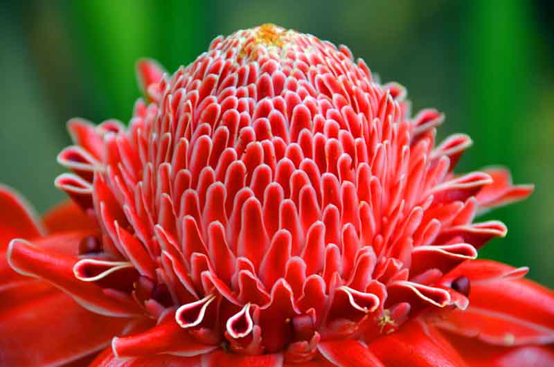 Etlingera Elatior Flower Seeds for Planting – Heirloom Non-GMO, High Germination Organic Garden Seeds