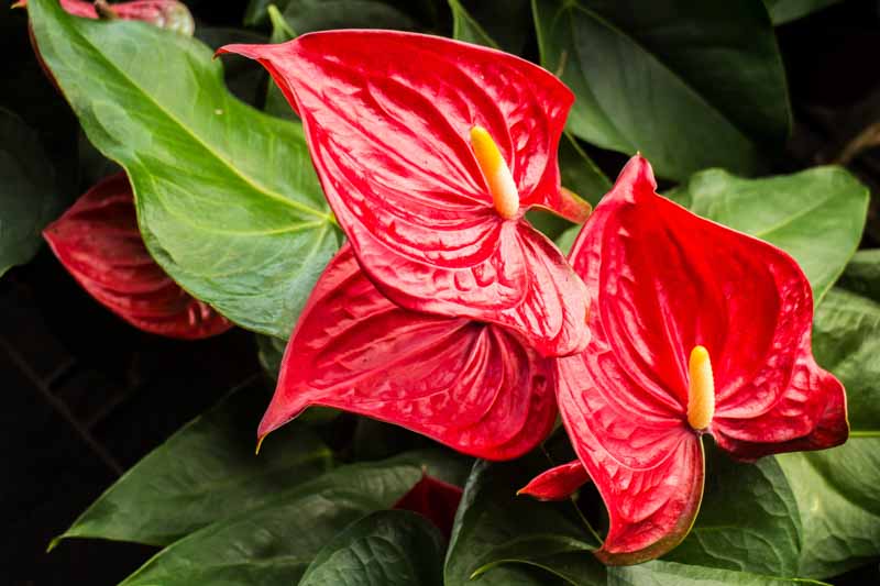 Red Anthurium Andraeanu Flower Seeds for Planting – Heirloom, Non-GMO, Sun Loving, High Germination