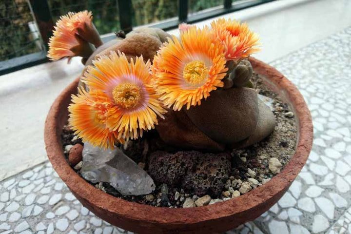 Pleiospilos Nelii Flower Seeds for Planting – Heirloom Non-GMO Seeds for Home &amp; Organic Garden