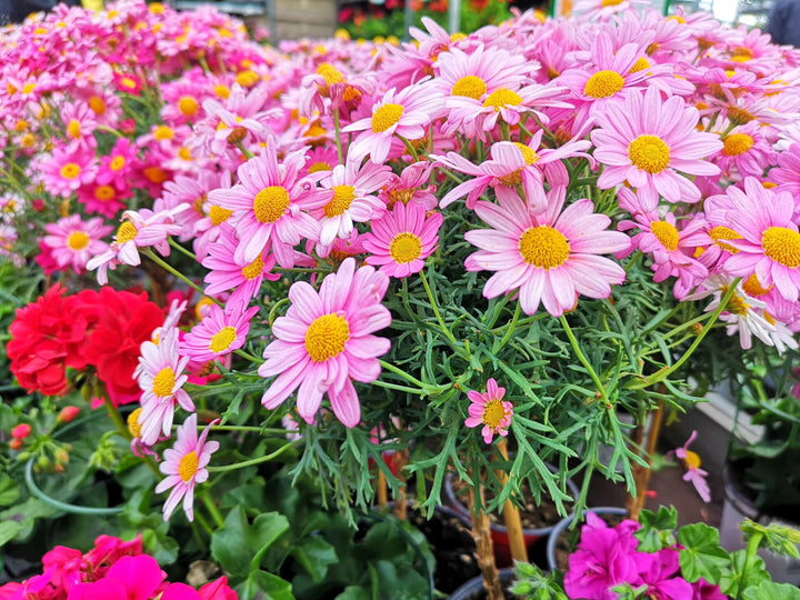Pink Robinsons Flower Seeds for Planting – Heirloom Non-GMO, High Germination Organic Garden Seeds