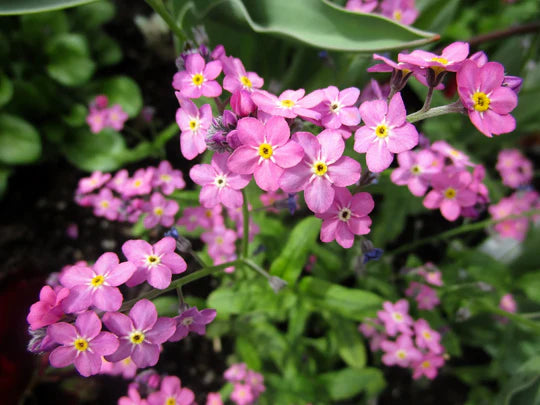 Pink Myosotis Sylvatica Flower Seeds for Planting – Heirloom, Non-GMO, High Germination Garden Seeds