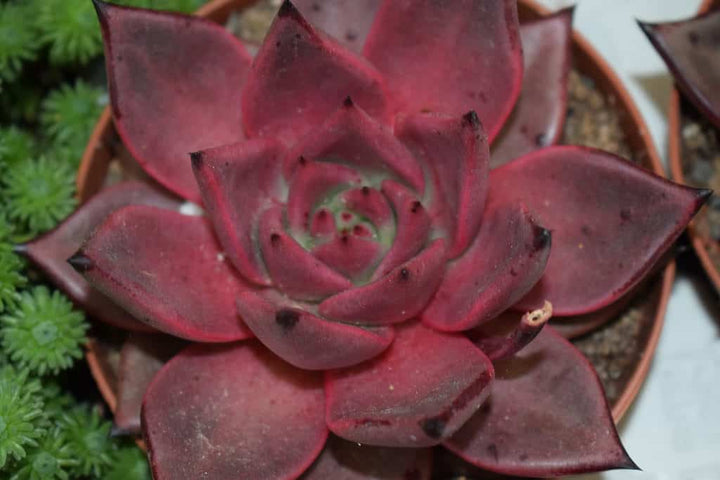 Dark Red Succulent Flower seeds for Planting – Pollinator Friendly, Heirloom, Non-GMO Seeds