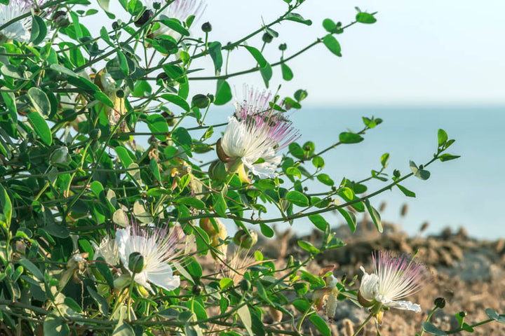 Capparis Flower Seeds for Planting – Heirloom Non-GMO, High Germination Organic Garden Seeds