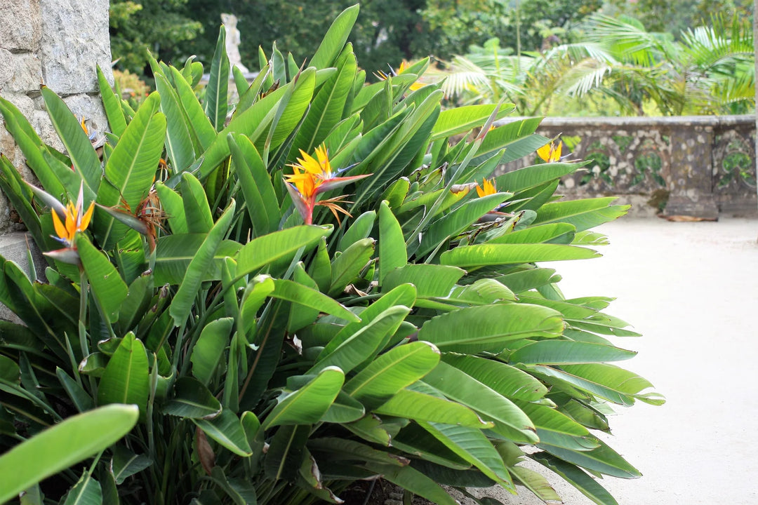 Green Strelitzia Reginae Seeds Flower Seeds for Planting – Wildflower Mix, Heirloom, Non-GMO