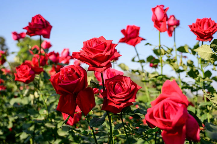 Flower Seeds, Seeds,Seeds For Planting,Plant Seeds