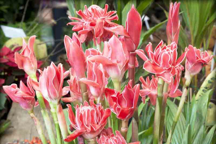 Red Green Torch Ginger Flower seeds for Planting - Easy to Grow, Heirloom & GMO Free Seeds for Home Garden Non-GMO