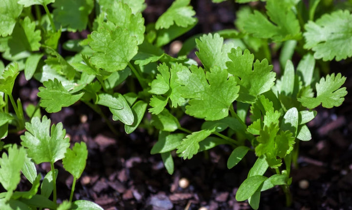 Cilantro Herb Seeds for Planting – Heirloom, Non-GMO, Organic Garden Seeds with High Germination