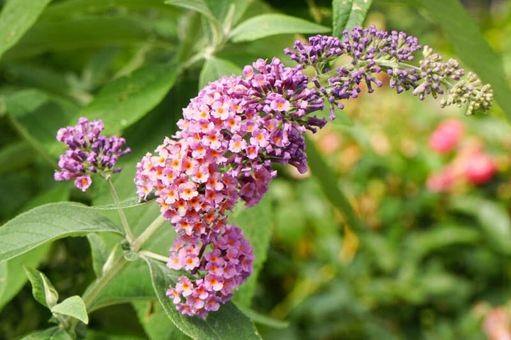 Buddleia Weyeriana Flower Seeds for Planting – Heirloom Non-GMO, High Germination Organic Garden Seeds