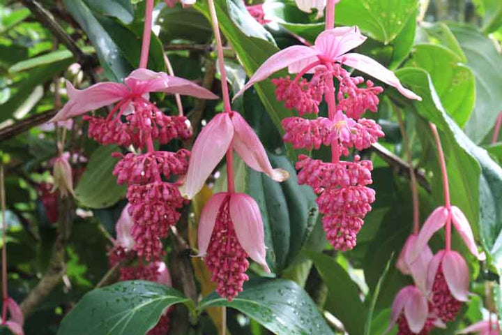 Medinilla Magnifica Flower Seeds for Planting – Heirloom, Non-GMO, High Germination Organic Garden Seeds