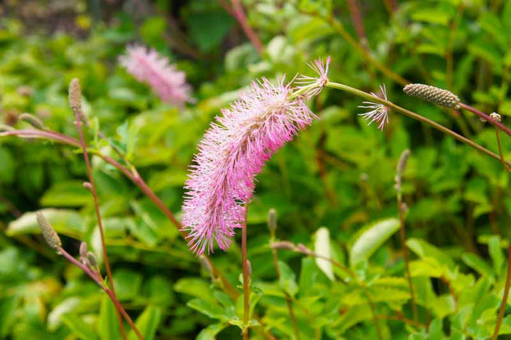 Pink Alaskan Burnet Flower Seeds for Planting – Heirloom Non-GMO, High Germination Organic Garden Seeds