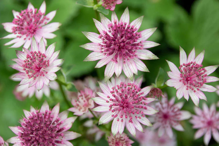 Masterwort Flower Seeds for Planting – Garden Favorite Heirloom Non-GMO High Germination Organic Seeds