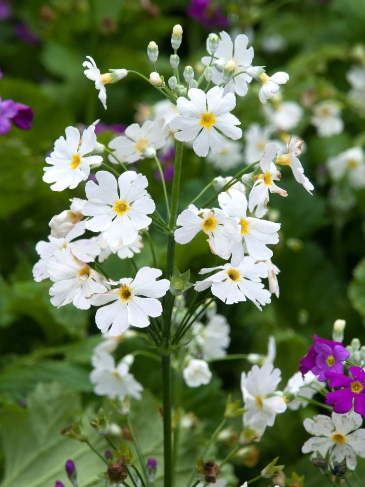 Flower Seeds, Seeds,Seeds For Planting,Plant Seeds