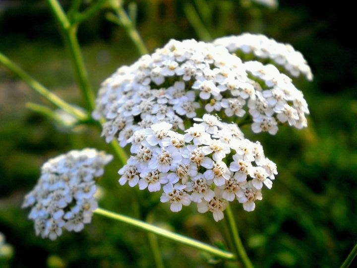 White Yarrow Flower Seeds for Planting – Hardy Heirloom Non-GMO, High Germination Organic Garden Seeds