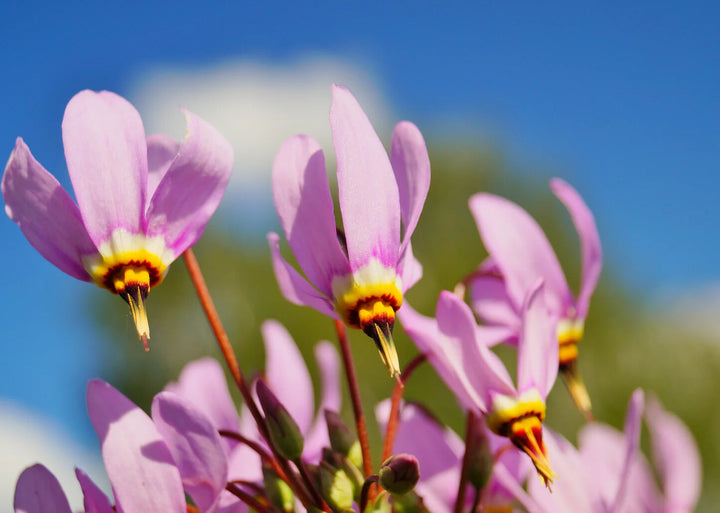 Pink Midland Shooting Flower Seeds for Planting – Heirloom Non-GMO, High Germination Organic Garden Seeds
