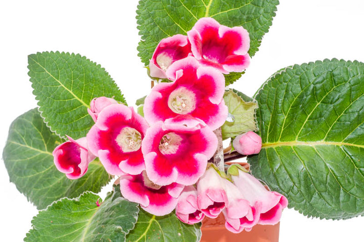 Sinningia Gloxinia Flower seeds for Planting - Cut Flower Favorite, Heirloom &amp; GMO Free Seeds for Home Garden, 100 pcs