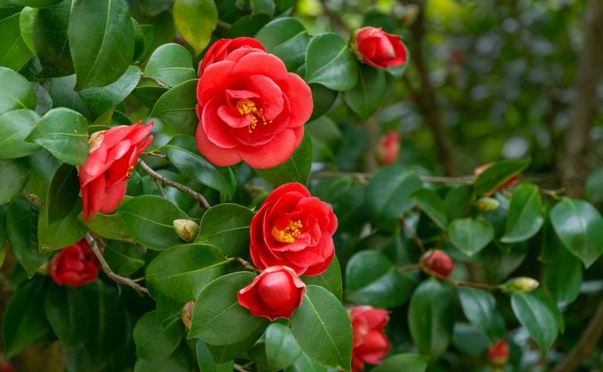 Camellia Flower Seeds for Planting – Hardy Heirloom, Non-GMO, High Germination Organic Garden Seeds