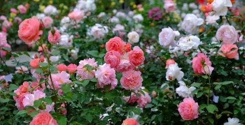 Floribunda Flower Seeds for Planting – Heirloom Non-GMO, High Germination Organic Garden Seeds