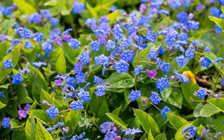 Sky Blue Mini Violet Rare Flower Seeds for Planting – Heirloom, Non-GMO, High Germination Organic Garden Seeds