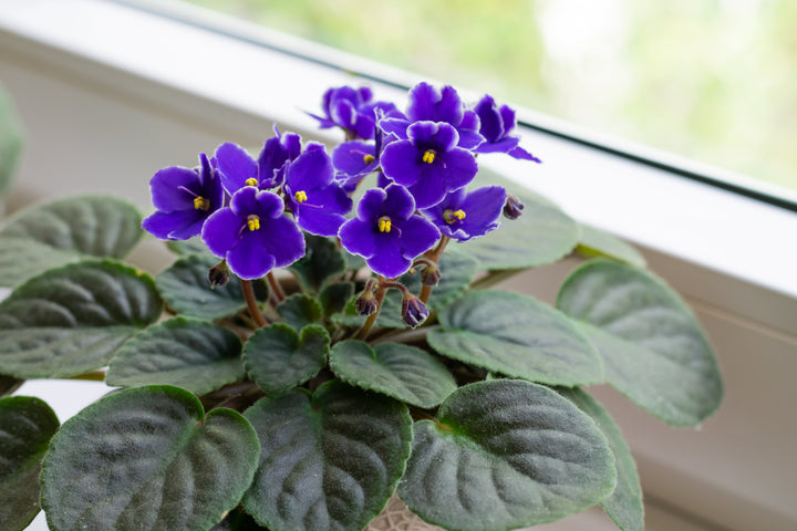 African Violet Flower Seeds for Planting Red 100 pcs - Easy to Grow, Heirloom & GMO Free Seeds for Home Garden