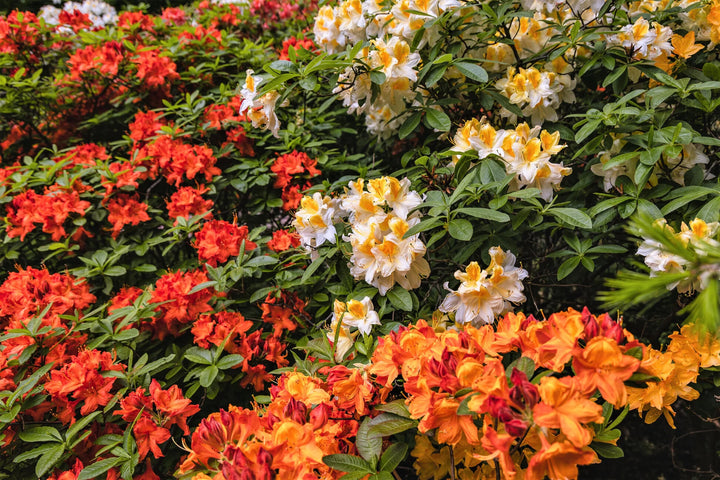 Rhododendron Flower Seeds for Planting Mixed Colors – Heirloom Non-GMO, High Germination Organic Garden Seeds