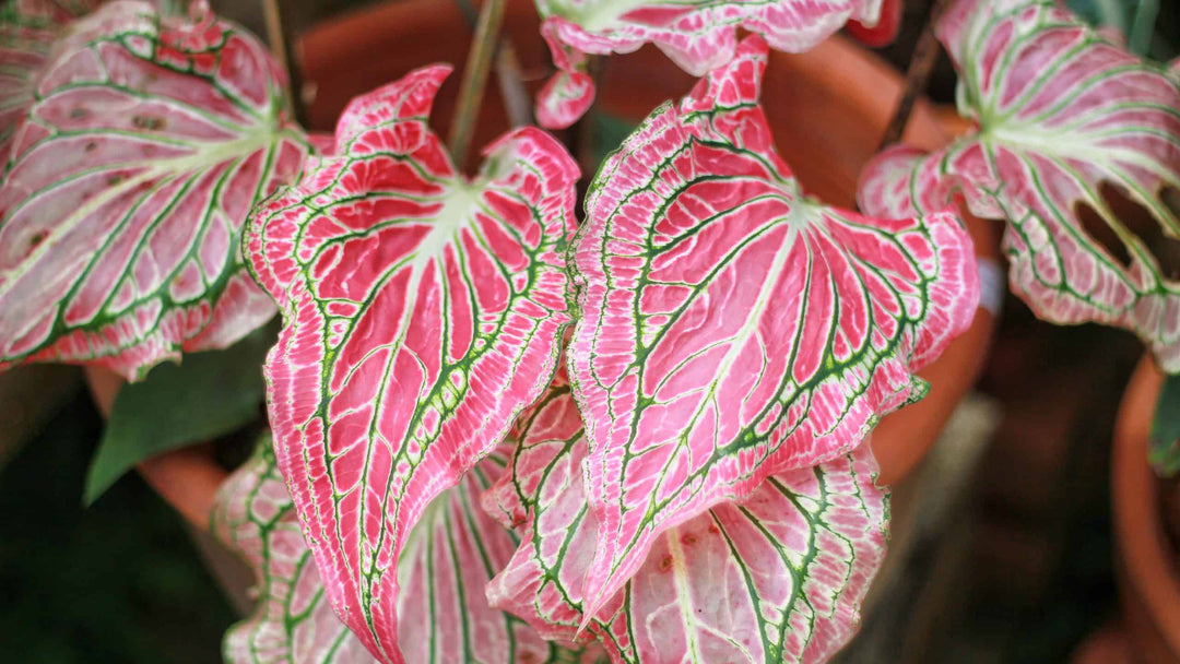 Caladium Bicolor Salmon Pink Flower Seeds for Planting – Heirloom Non-GMO, High Germination Organic Garden Seeds