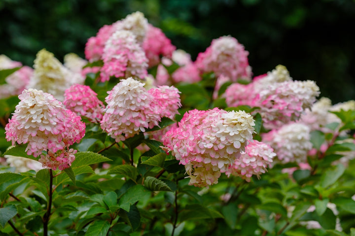 White Pink Hydrangea Seeds Flower Seeds for Planting – Heirloom Non-GMO, High Germination Organic Garden Seeds
