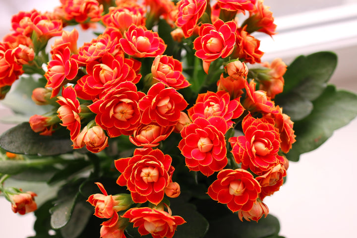 Kalanchoe Flower seeds for Planting - Fragrant Blossoms, Heirloom &amp; GMO Free Seeds for Home Garden | High Germination