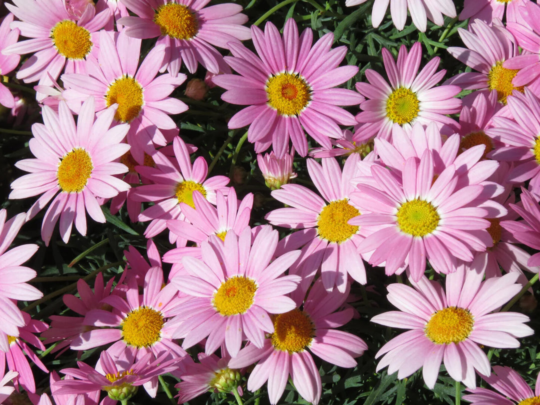 Pink Robinsons Flower Seeds for Planting – Heirloom Non-GMO, High Germination Organic Garden Seeds