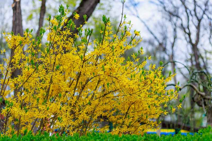 Trifoliate Forsythia Flower Seeds for Planting - Sun Loving, Heirloom & GMO Free Seeds for Home Garden, Non-GMO