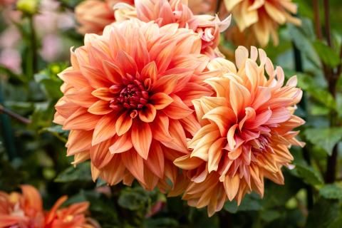 Orange Mix Dahlia Flower Seeds for Planting – Heirloom, Non-GMO, High Germination Organic Garden Seeds