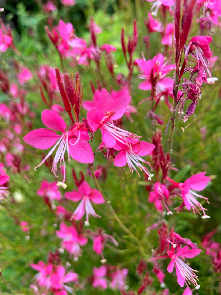 Pink Gaura Flower Seeds for Planting – Heirloom Non-GMO, High Germination Organic Garden Seeds
