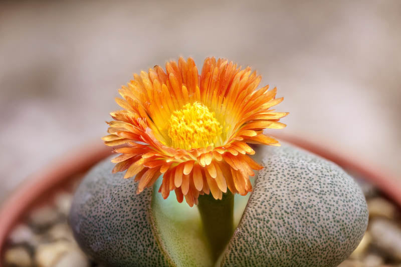 Pleiospilos Nelii Flower Seeds for Planting – Heirloom Non-GMO Seeds for Home &amp; Organic Garden
