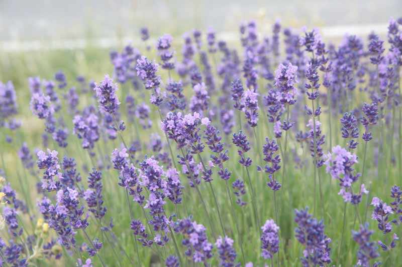 Munstead Lavender Flower Seeds for Planting | Heirloom Non-GMO High Germination Organic Garden Seeds